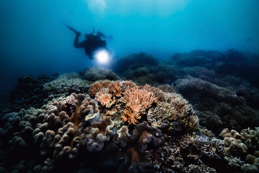 The Great Barrier Reef 