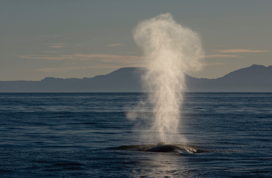  blue whale on the ocean 