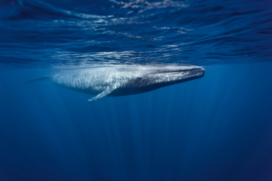 The Blue Whale