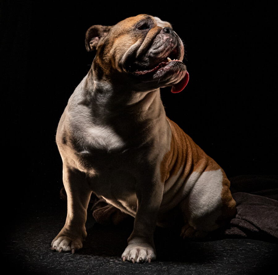 British bulldog