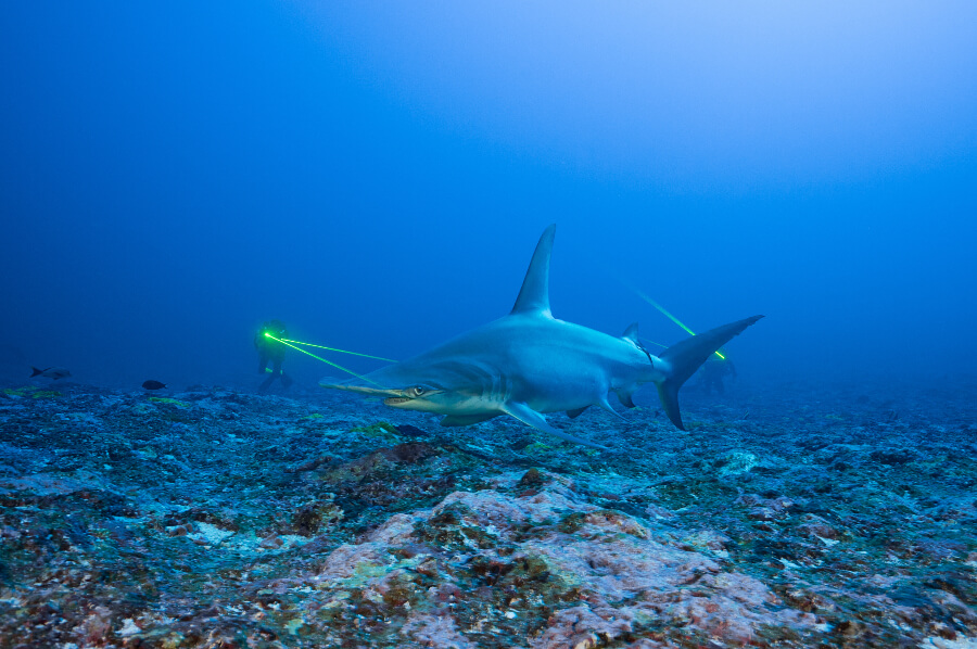 Great hammerhead shark - Thomas Pavy